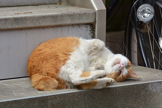 太田区のねこ