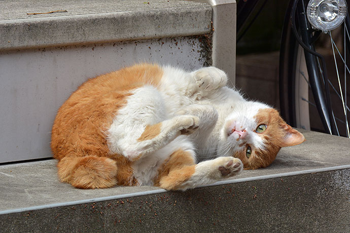 太田区のねこ