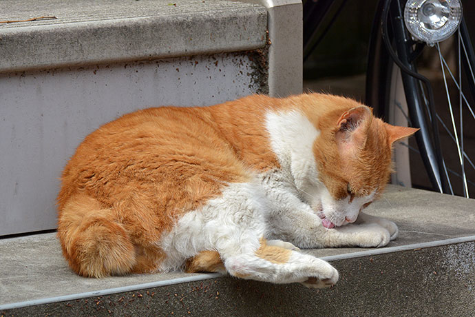 太田区のねこ