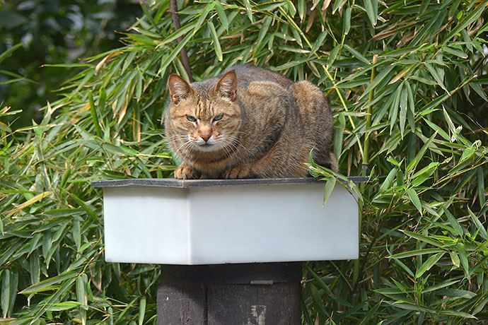 太田区のねこ