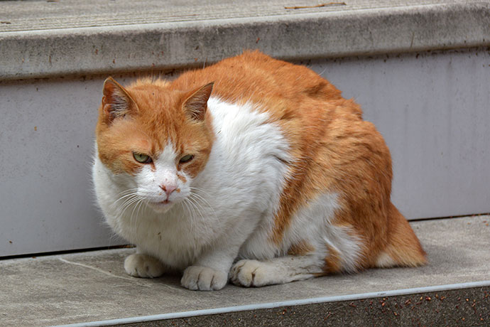 太田区のねこ