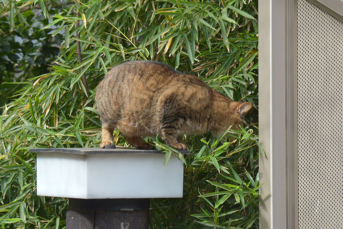 太田区のねこ