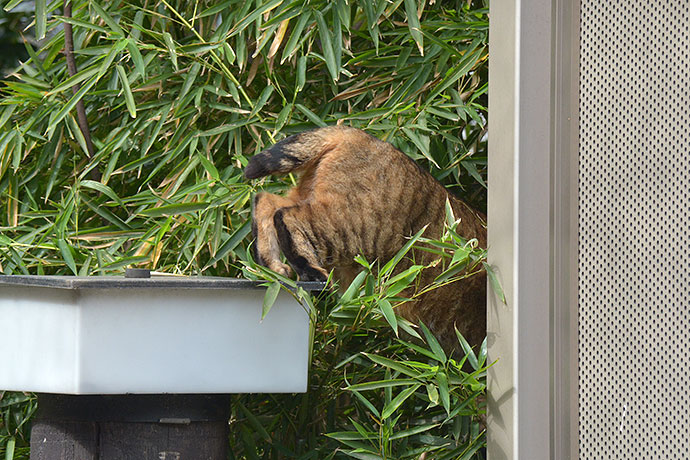 太田区のねこ