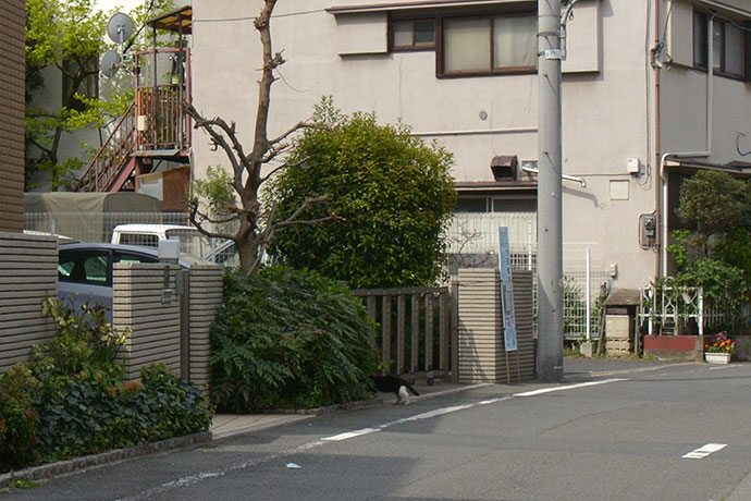 太田区のねこ