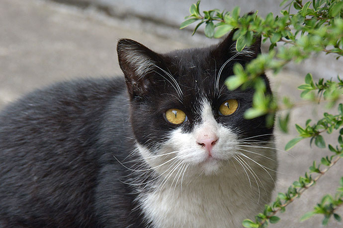 太田区のねこ