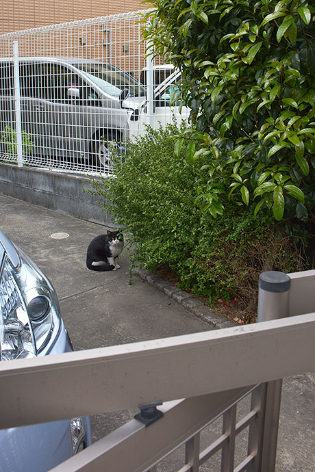 太田区のねこ