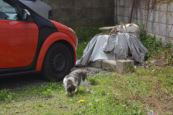 太田区のねこ