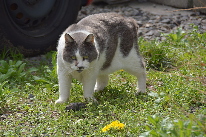 太田区のねこ
