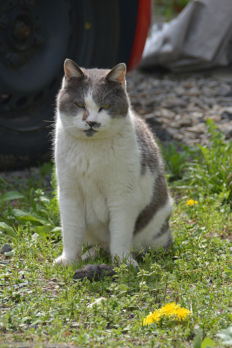 太田区のねこ