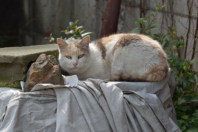 太田区のねこ