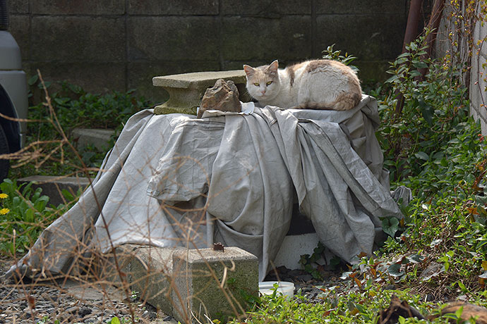 太田区のねこ
