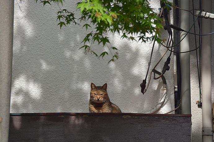 太田区のねこ