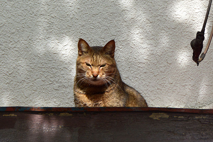 太田区のねこ
