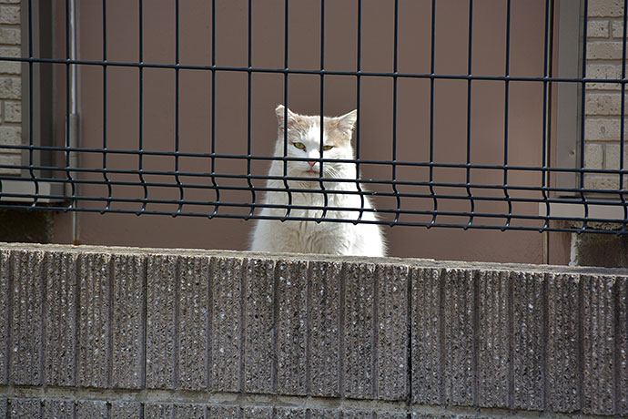 太田区のねこ