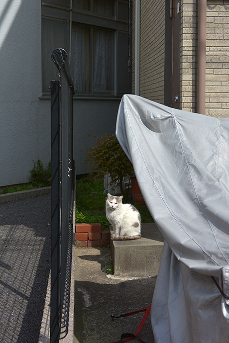 太田区のねこ