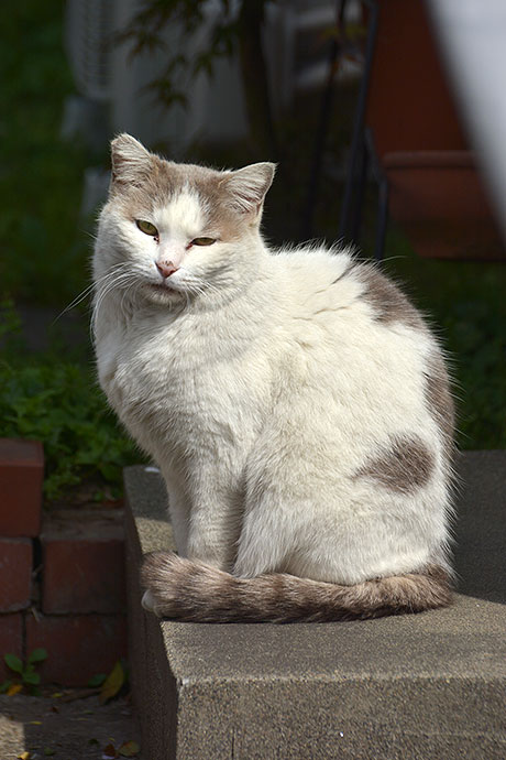 太田区のねこ