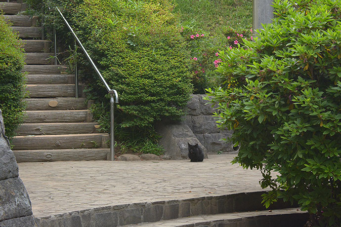 太田区のねこ