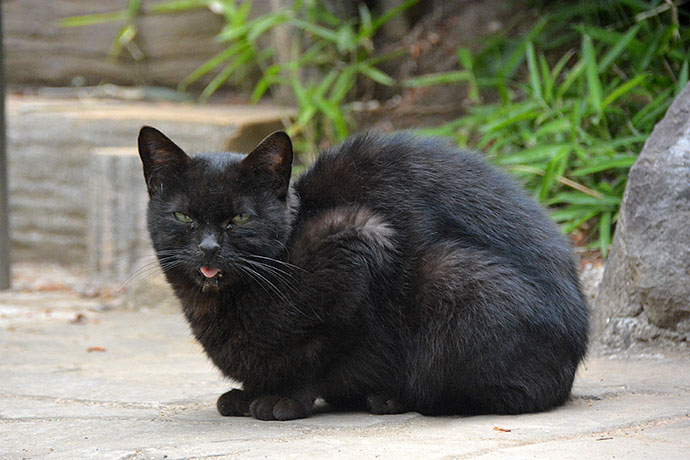 太田区のねこ