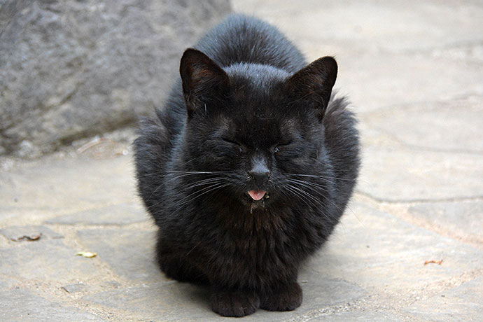 太田区のねこ