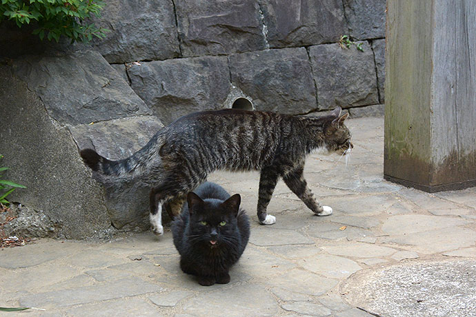 太田区のねこ