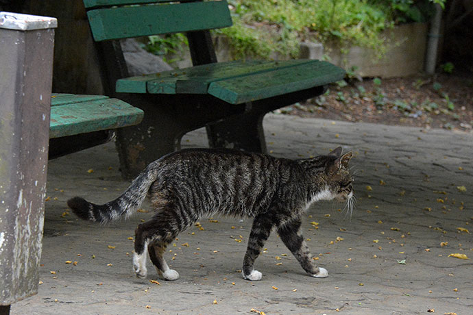 太田区のねこ