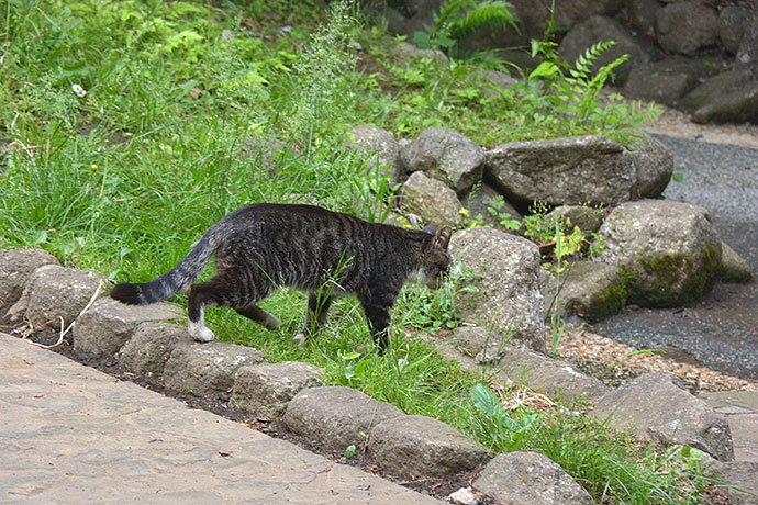 太田区のねこ