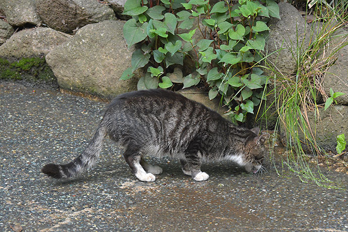 太田区のねこ