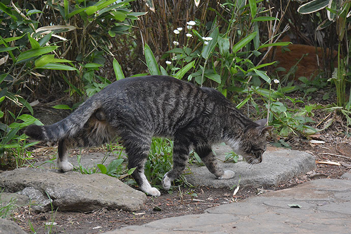 太田区のねこ