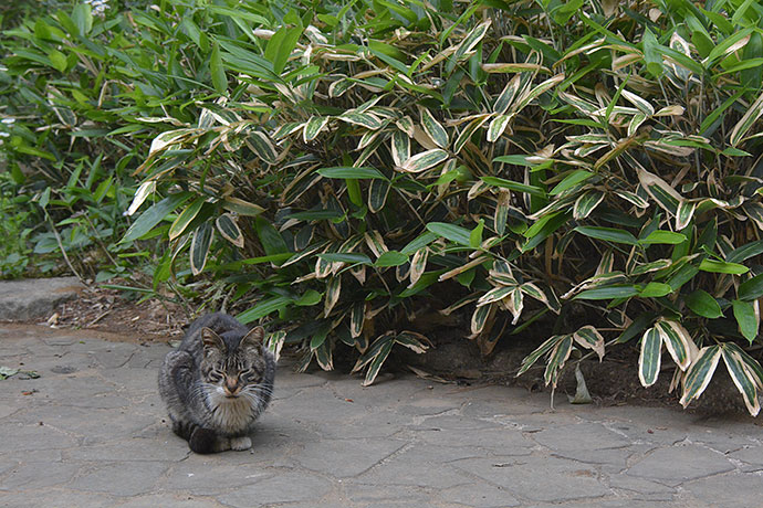 太田区のねこ