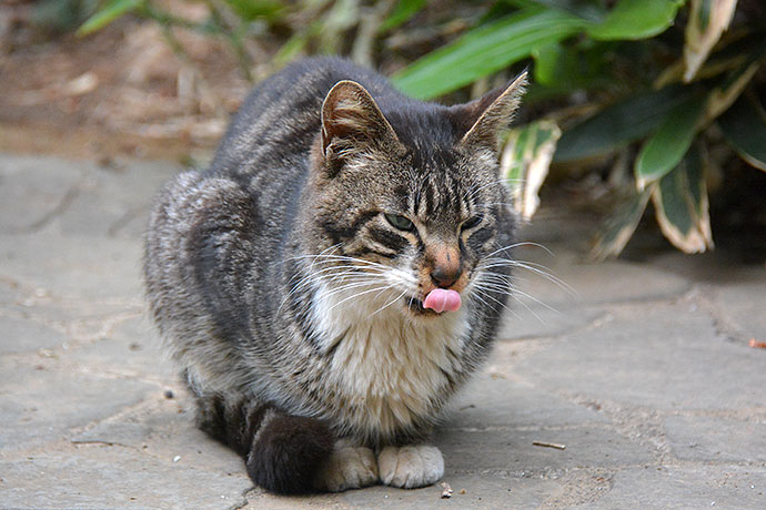 太田区のねこ