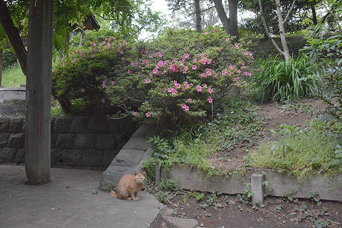 太田区のねこ