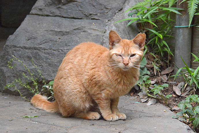 太田区のねこ