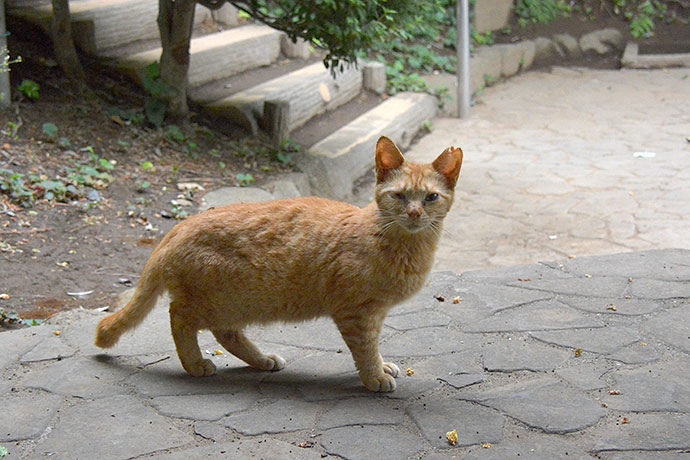 太田区のねこ