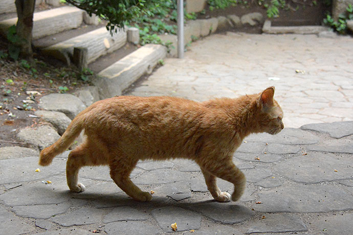 太田区のねこ