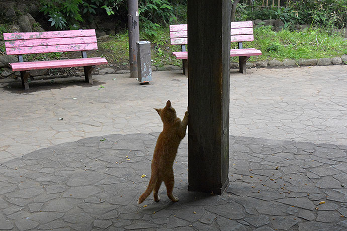 太田区のねこ