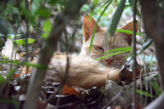 太田区のねこ