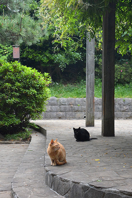 太田区のねこ
