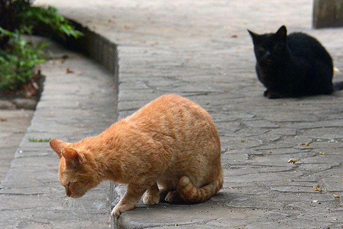 太田区のねこ