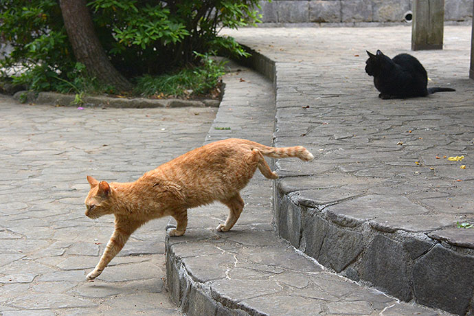 太田区のねこ