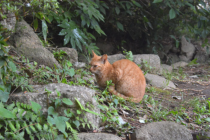 太田区のねこ