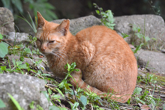 太田区のねこ