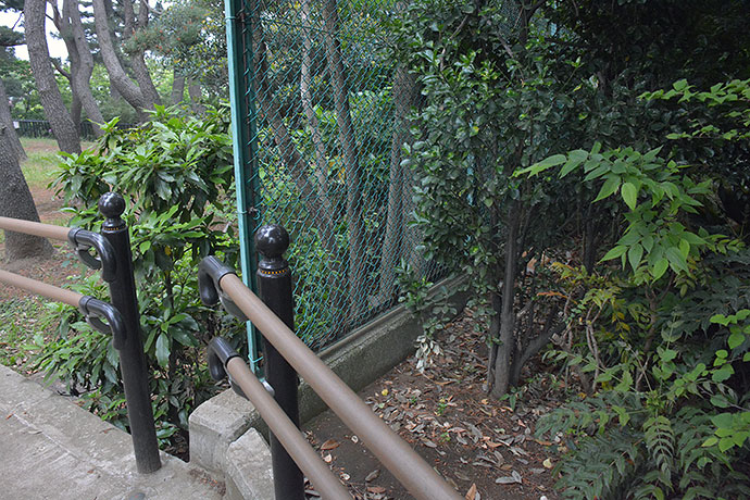太田区のねこ