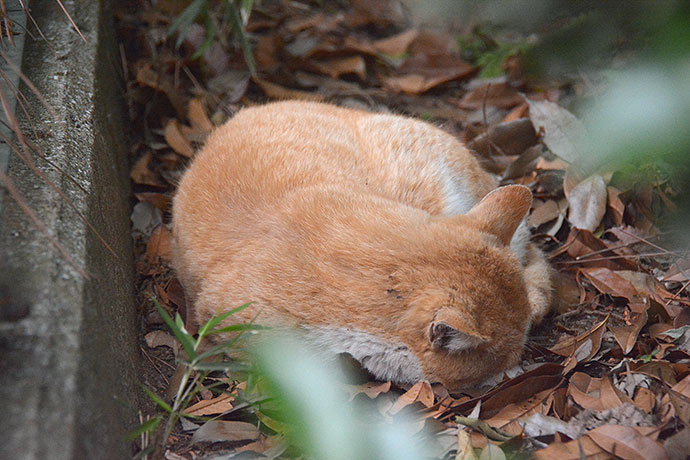 太田区のねこ