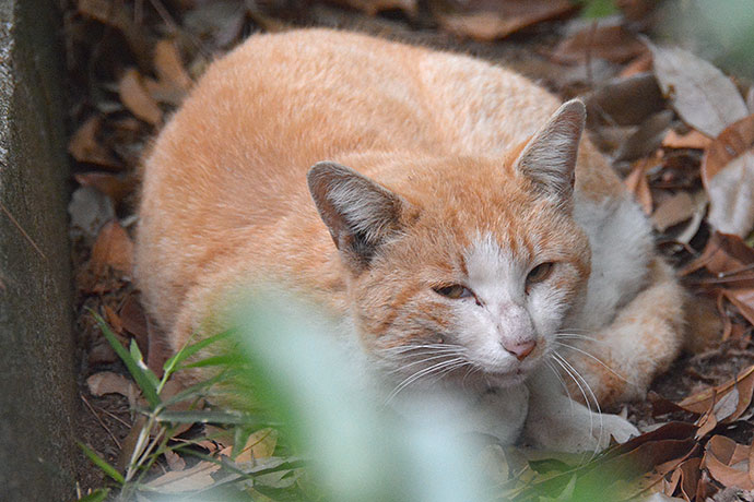 太田区のねこ