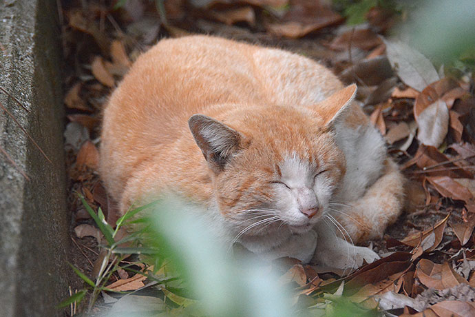 太田区のねこ