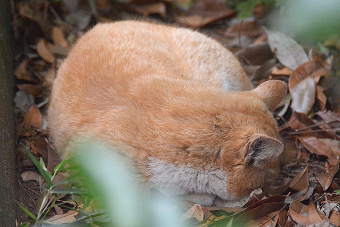 太田区のねこ