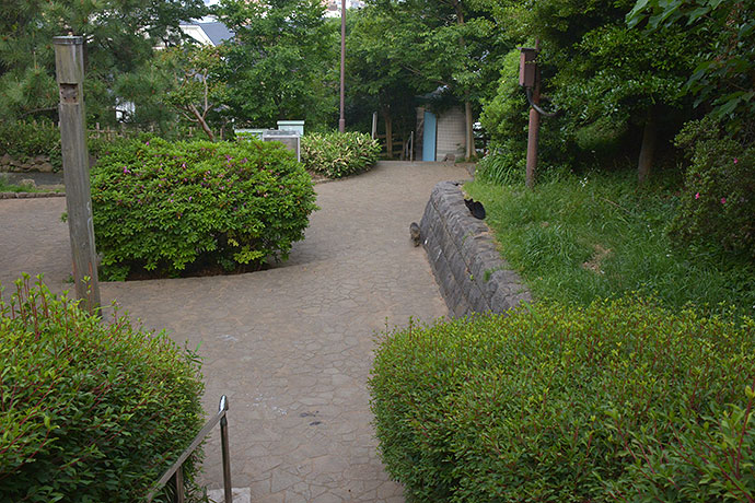 太田区のねこ