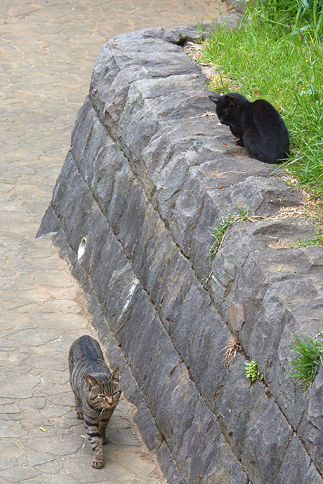 太田区のねこ