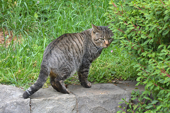 太田区のねこ
