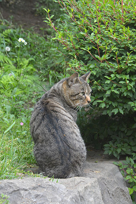 太田区のねこ